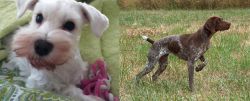 White Schnauzer vs Braque Francais - Breed Comparison