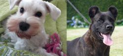 White Schnauzer vs Cao Fila de Sao Miguel - Breed Comparison