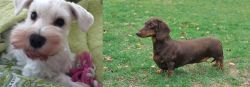 White Schnauzer vs Dachshund - Breed Comparison