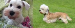 White Schnauzer vs Dandie Dinmont Terrier - Breed Comparison