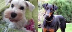 White Schnauzer vs Doberman Pinscher - Breed Comparison