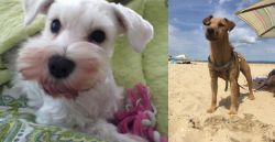 White Schnauzer vs Fell Terrier - Breed Comparison