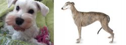 White Schnauzer vs Greyhound - Breed Comparison