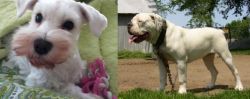 White Schnauzer vs Hermes Bulldogge - Breed Comparison