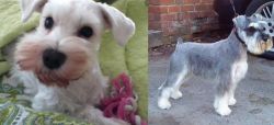 White Schnauzer vs Miniature Schnauzer - Breed Comparison