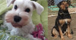 White Schnauzer vs New Zealand Huntaway - Breed Comparison