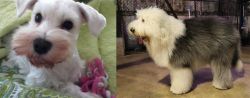 White Schnauzer vs Old English Sheepdog - Breed Comparison