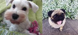 White Schnauzer vs Pug - Breed Comparison
