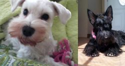 White Schnauzer vs Scottish Terrier - Breed Comparison