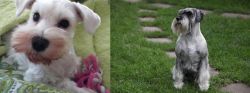 White Schnauzer vs Standard Schnauzer - Breed Comparison