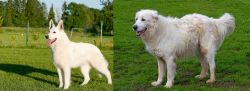 White Shepherd vs Abruzzenhund - Breed Comparison