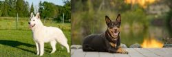 White Shepherd vs Australian Kelpie - Breed Comparison