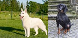 White Shepherd vs Austrian Black and Tan Hound - Breed Comparison