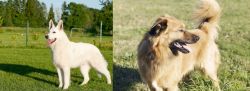 White Shepherd vs Basque Shepherd - Breed Comparison
