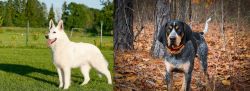 White Shepherd vs Bluetick Coonhound - Breed Comparison