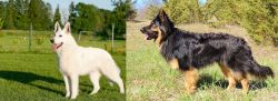White Shepherd vs Bohemian Shepherd - Breed Comparison