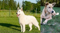 White Shepherd vs Carolina Dog - Breed Comparison