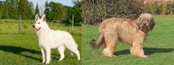 White Shepherd vs Catalan Sheepdog - Breed Comparison