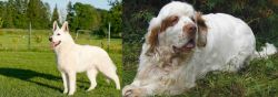 White Shepherd vs Clumber Spaniel - Breed Comparison