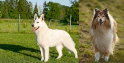 White Shepherd vs Collie - Breed Comparison