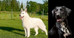 White Shepherd vs Dalmador - Breed Comparison