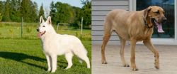 White Shepherd vs Danish Broholmer - Breed Comparison