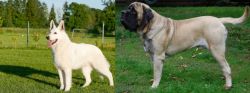White Shepherd vs English Mastiff - Breed Comparison