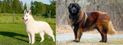 White Shepherd vs Estrela Mountain Dog - Breed Comparison