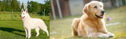 White Shepherd vs Goldador - Breed Comparison