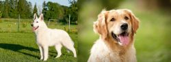 White Shepherd vs Golden Retriever - Breed Comparison