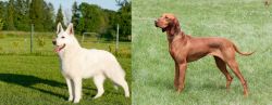 White Shepherd vs Hungarian Vizsla - Breed Comparison
