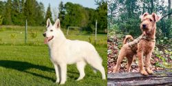 White Shepherd vs Irish Terrier - Breed Comparison