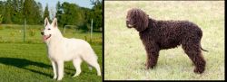 White Shepherd vs Irish Water Spaniel - Breed Comparison