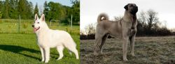 White Shepherd vs Kangal Dog - Breed Comparison