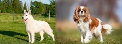White Shepherd vs King Charles Spaniel - Breed Comparison
