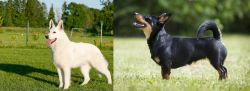 White Shepherd vs Lancashire Heeler - Breed Comparison