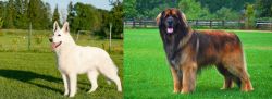 White Shepherd vs Leonberger - Breed Comparison