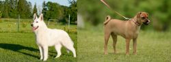 White Shepherd vs Muggin - Breed Comparison