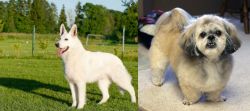 White Shepherd vs PekePoo - Breed Comparison