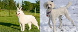 White Shepherd vs Poodle - Breed Comparison