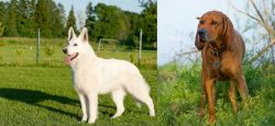 White Shepherd vs Redbone Coonhound - Breed Comparison