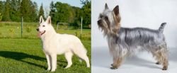 White Shepherd vs Silky Terrier - Breed Comparison