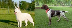 White Shepherd vs Small Munsterlander - Breed Comparison