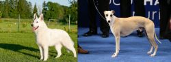 White Shepherd vs Whippet - Breed Comparison