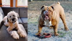 Whoodles vs Australian Bulldog - Breed Comparison