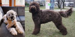 Whoodles vs Barbet - Breed Comparison