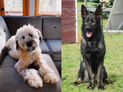 Whoodles vs East German Shepherd - Breed Comparison
