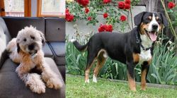 Whoodles vs Entlebucher Mountain Dog - Breed Comparison