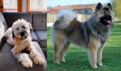 Whoodles vs Eurasier - Breed Comparison
