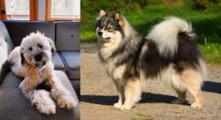 Whoodles vs Finnish Lapphund - Breed Comparison
